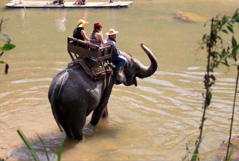 点击大图看下一张：灵性的大象