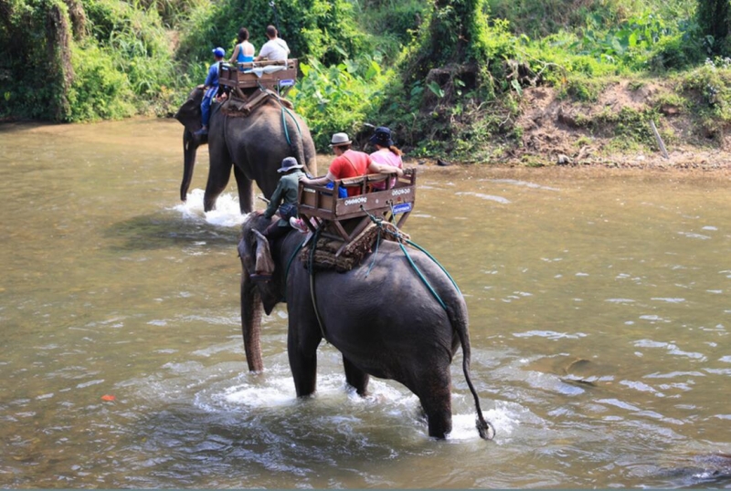 点击大图看下一张：灵性的大象
