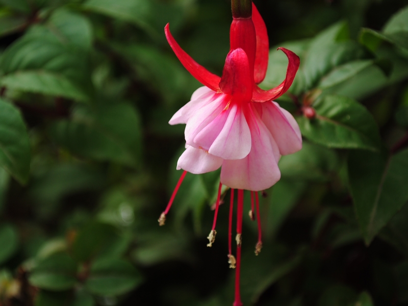 点击大图看下一张：吊金钟的图片