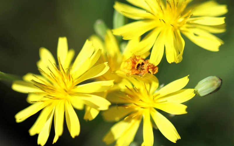点击大图看下一张：苦菜花的图片