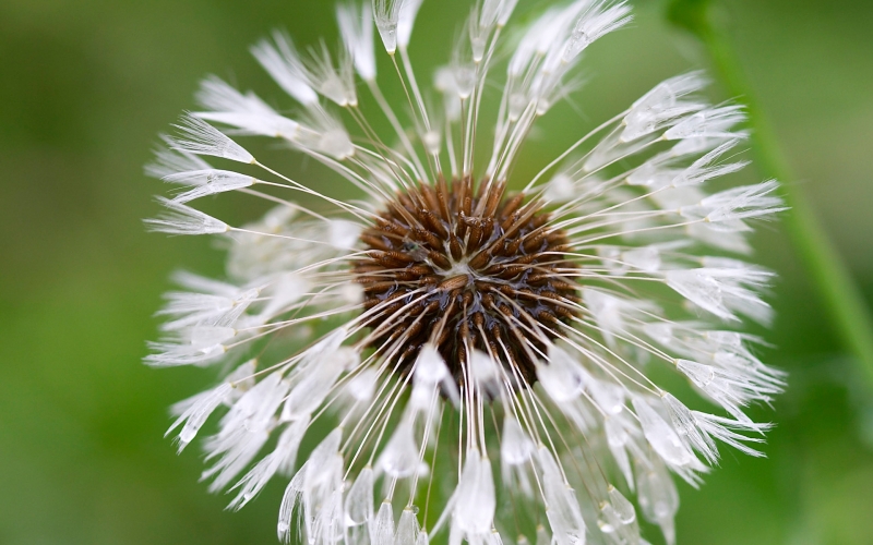 点击大图看下一张：苦菜花的图片