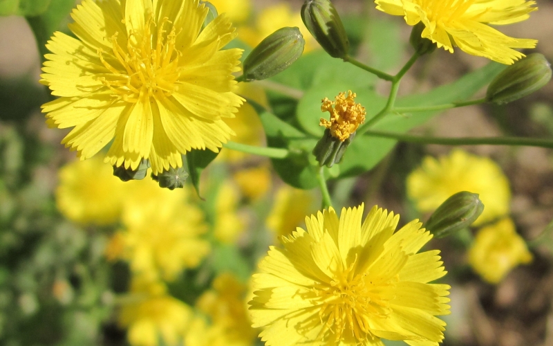 点击大图看下一张：苦菜花的图片