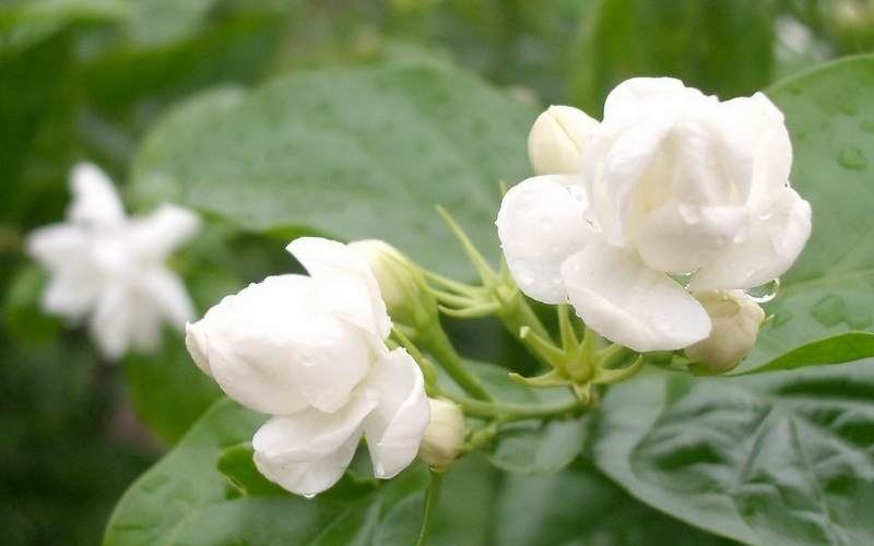 点击大图看下一张：茉莉花的图片