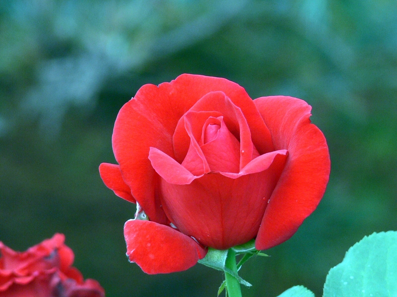 点击大图看下一张：月季花的图片