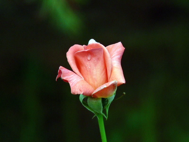 点击大图看下一张：月季花的图片