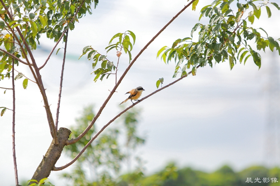 点击大图看下一张：偶遇红尾鸲