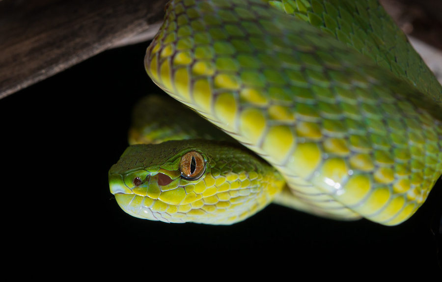 点击大图看下一张：青蛇起舞弄青影