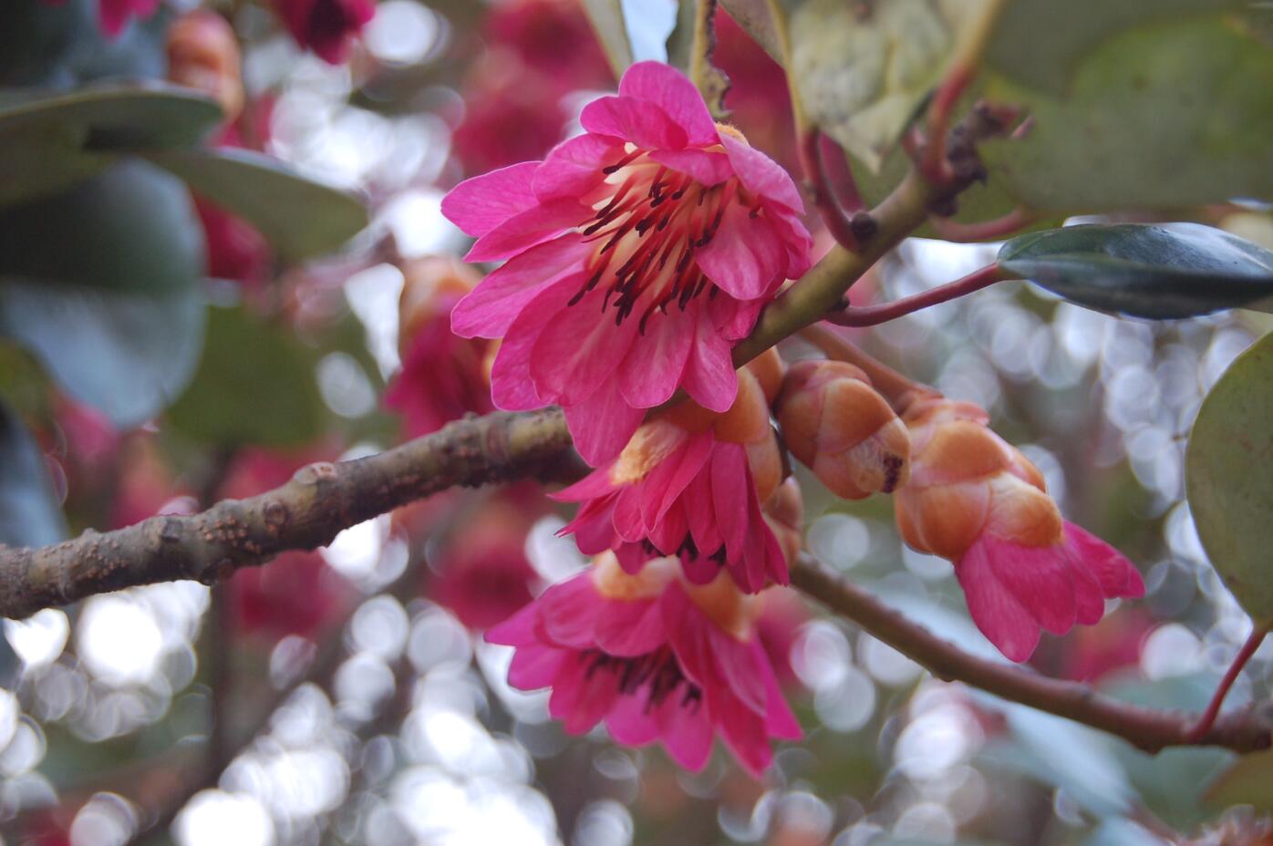 点击大图看下一张：红花荷图片