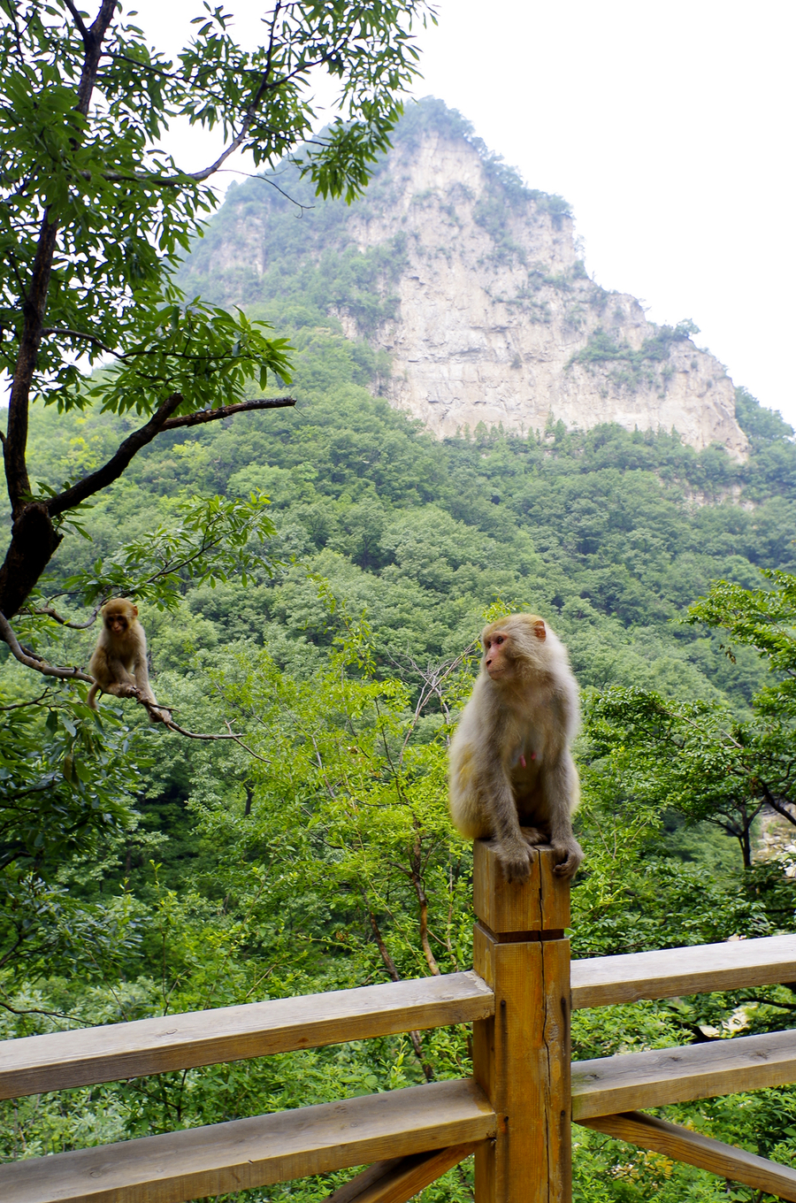 点击大图看下一张：蟒河源赏猴子
