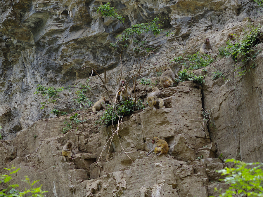 点击大图看下一张：蟒河源赏猴子