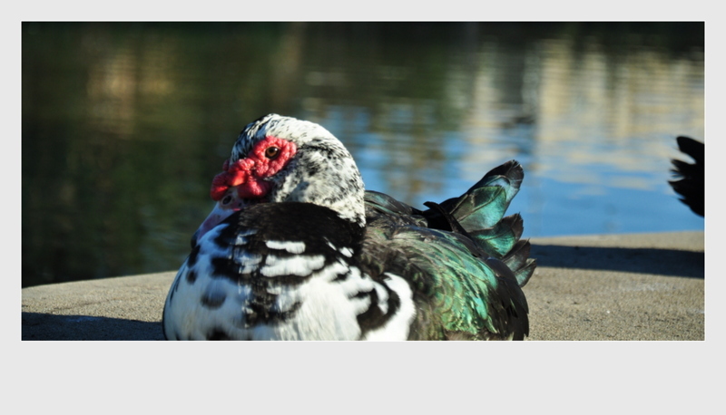 点击大图看下一张：美洲家鸭子