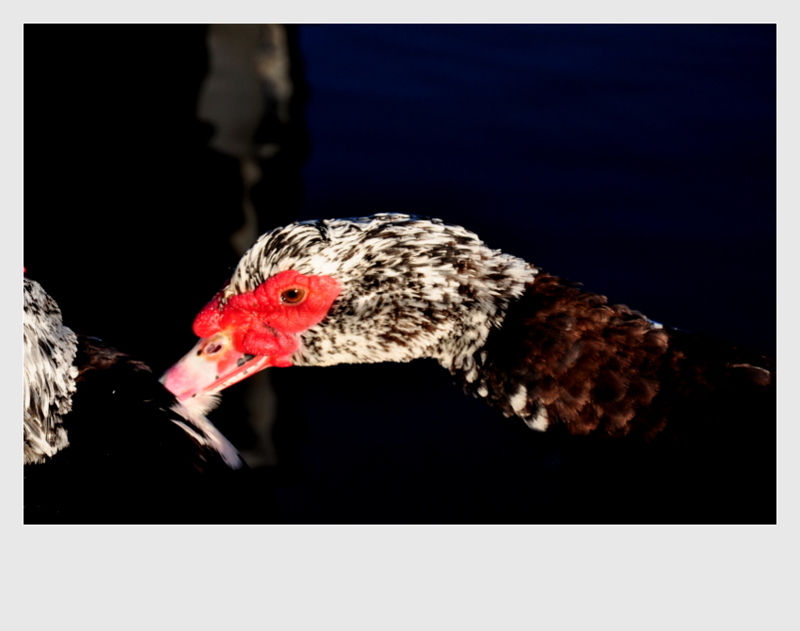 点击大图看下一张：美洲家鸭子