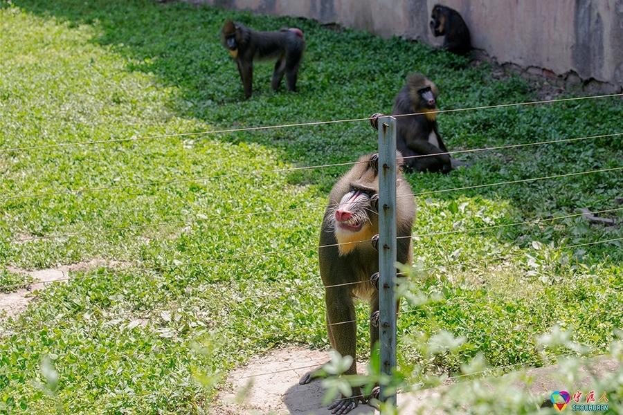 点击大图看下一张：山魈和狒狒