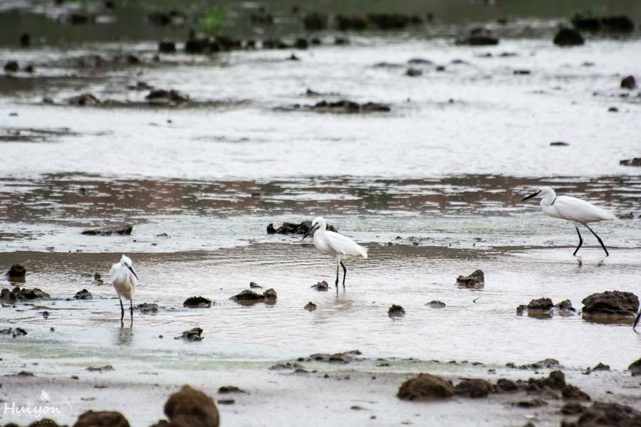 点击大图看下一张：湿地中的白鹭
