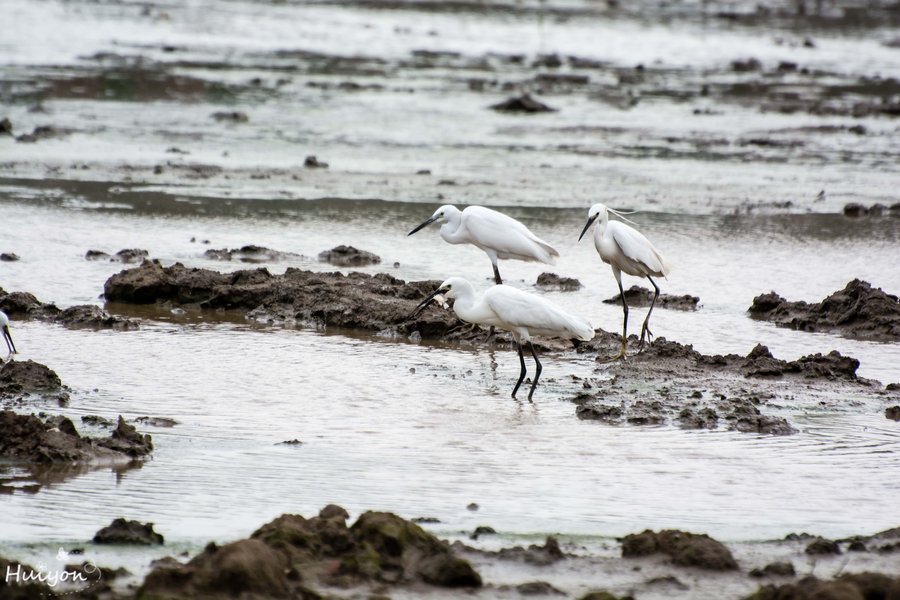 点击大图看下一张：湿地中的白鹭