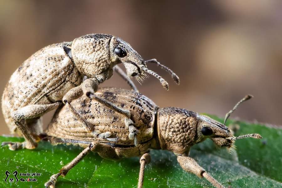 点击大图看下一张：象甲记录