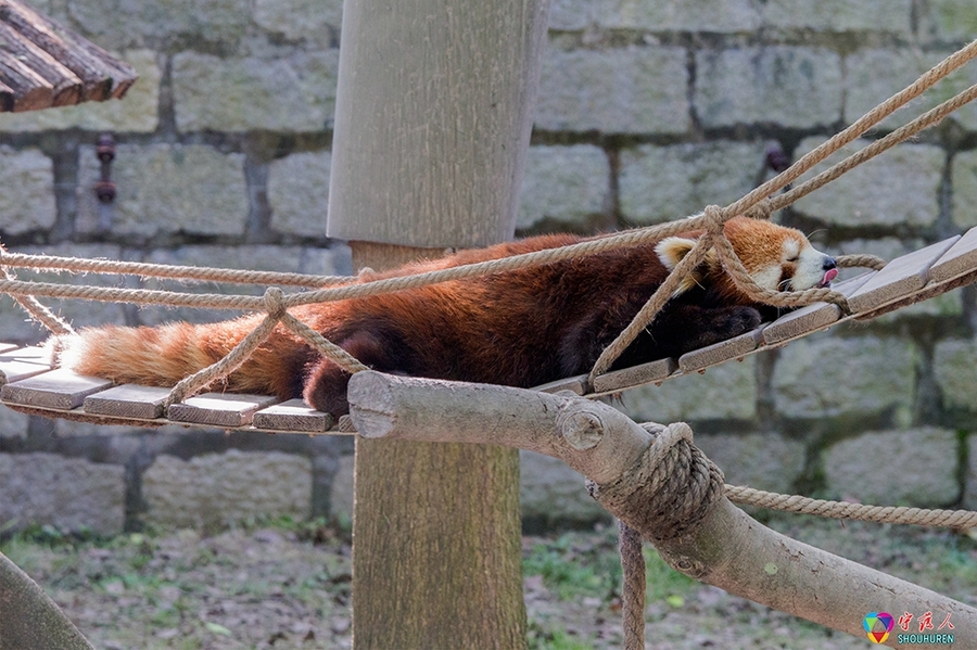 点击大图看下一张：小熊猫的图