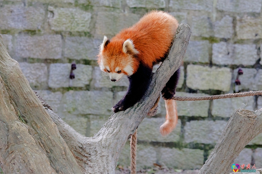 点击大图看下一张：小熊猫的图