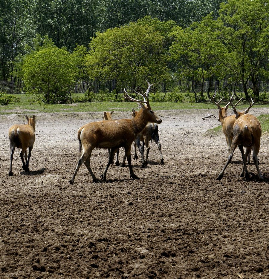 点击大图看下一张：中华麋鹿园