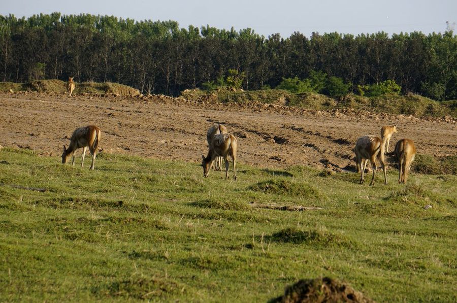 点击大图看下一张：中华麋鹿园