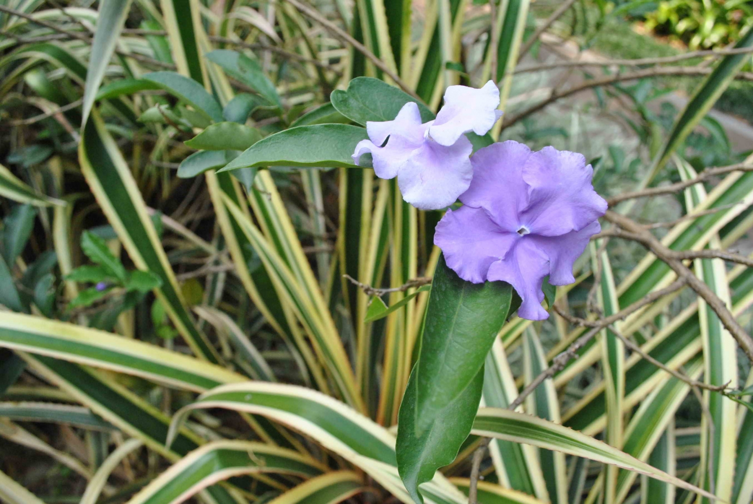 点击大图看下一张：大花鸳鸯茉莉图片