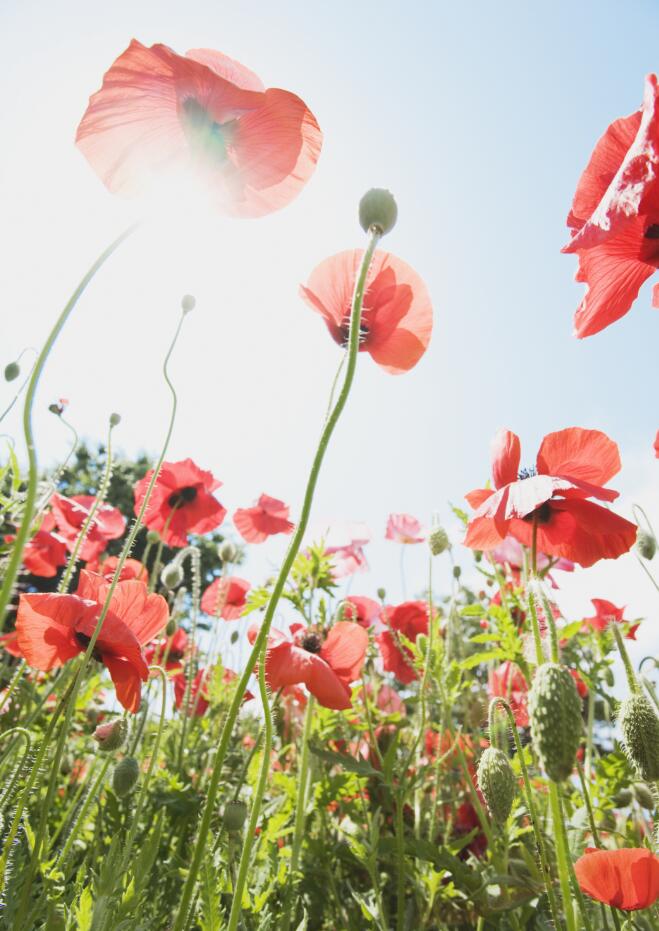 点击大图看下一张：虞美人花丛图片