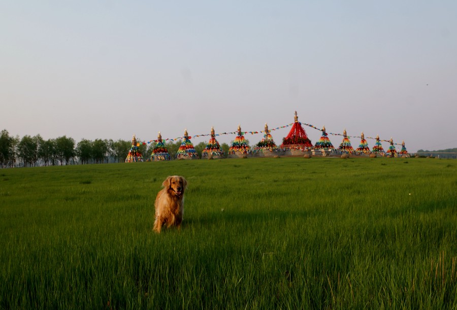 点击大图看下一张：草场上的金毛犬