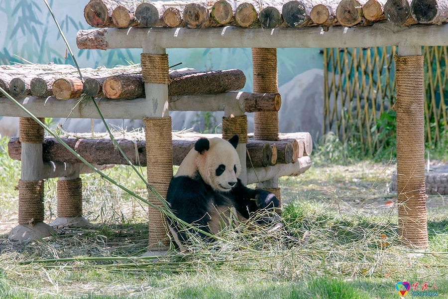 点击大图看下一张：动物园的大熊猫