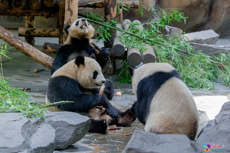 点击大图看下一张：动物园的大熊猫