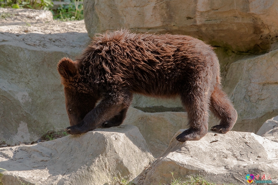 点击大图看下一张：动物园拍黑熊