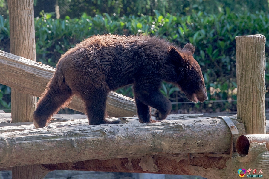 点击大图看下一张：动物园拍黑熊
