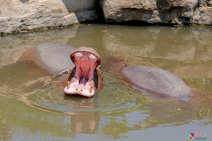 点击大图看下一张：河马泡澡