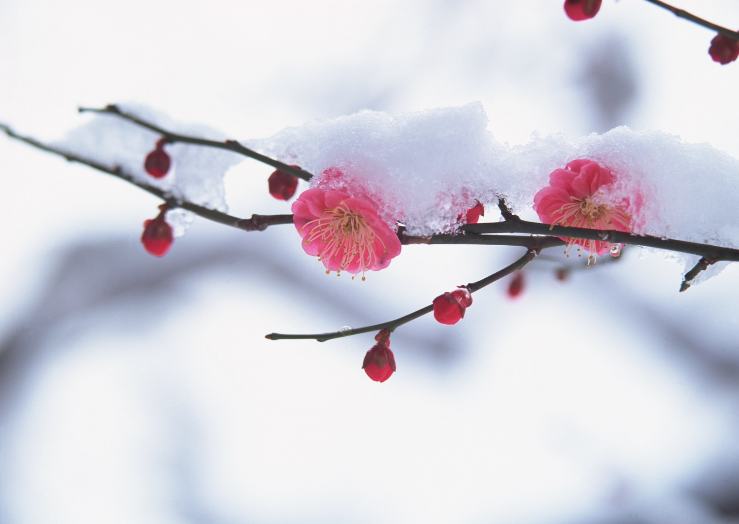 点击大图看下一张：梅花的图片