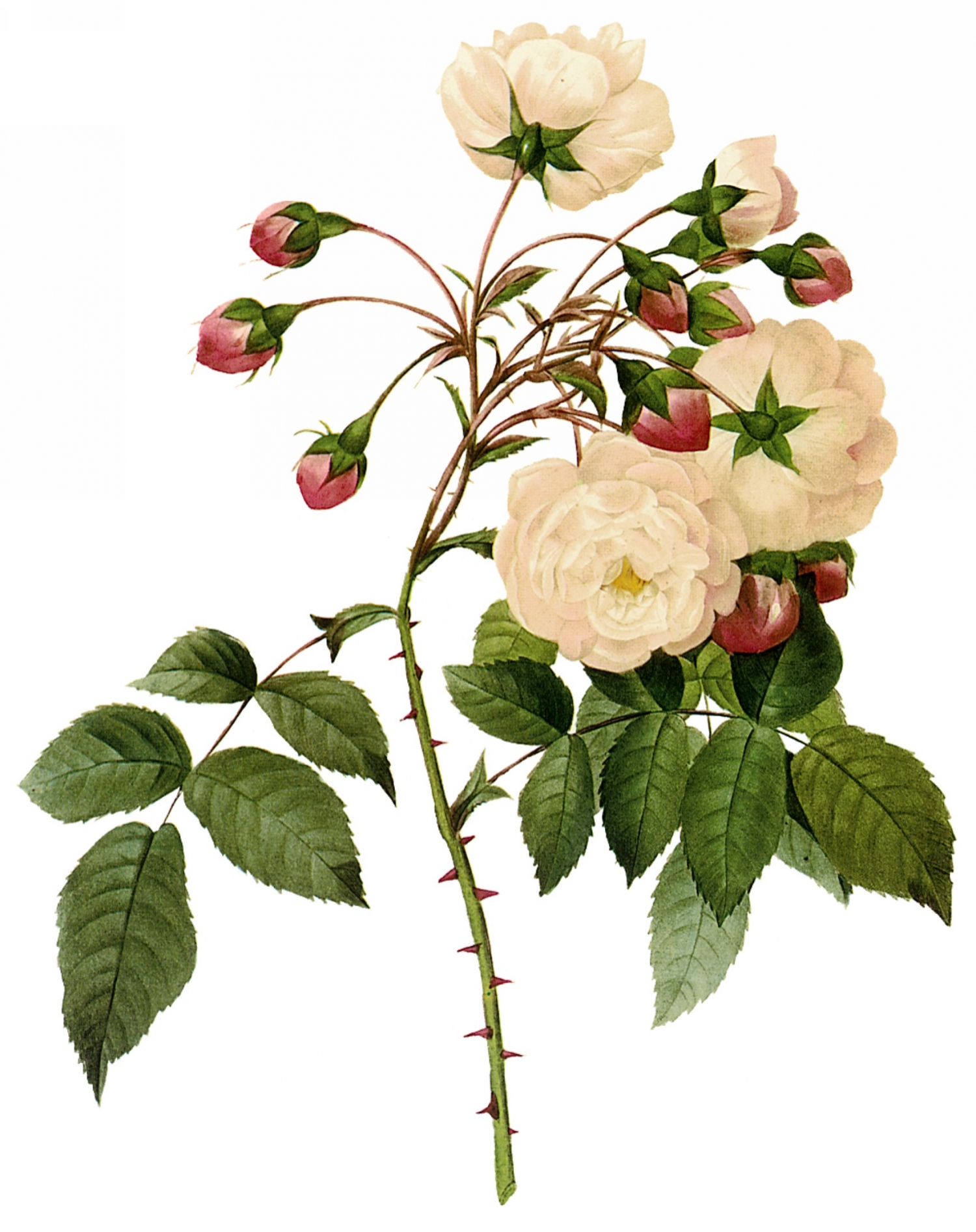 点击大图看下一张:手绘月季花图片