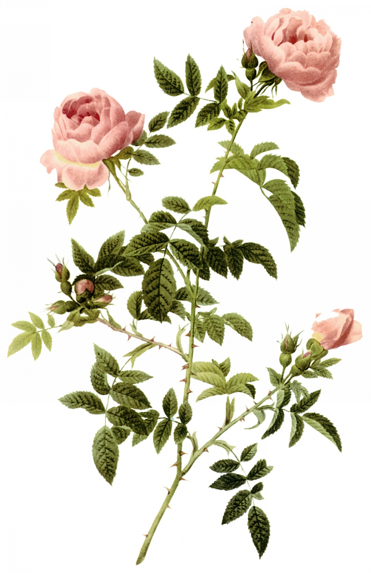 点击大图看下一张：手绘月季花图片