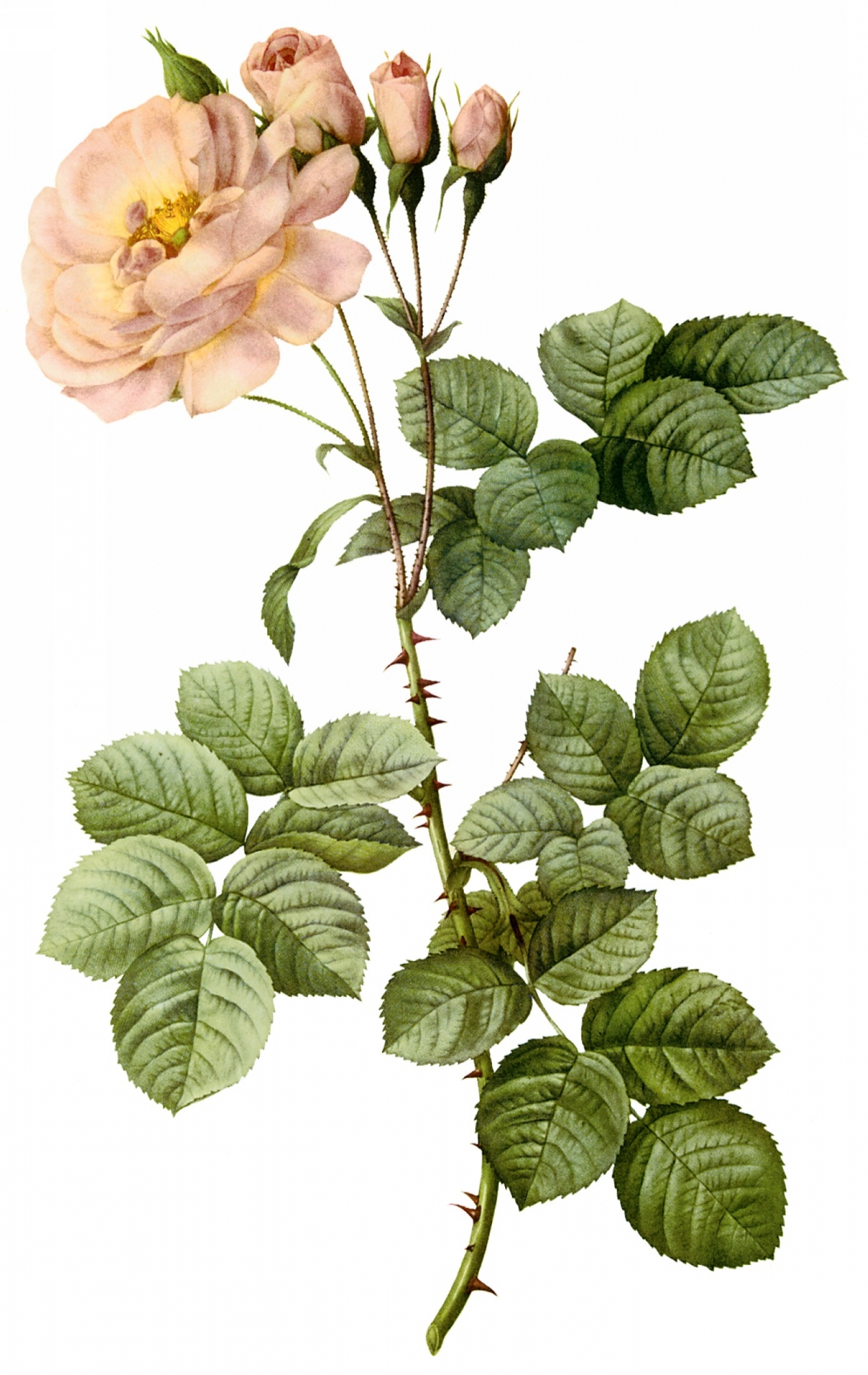 点击大图看下一张：手绘月季花图片