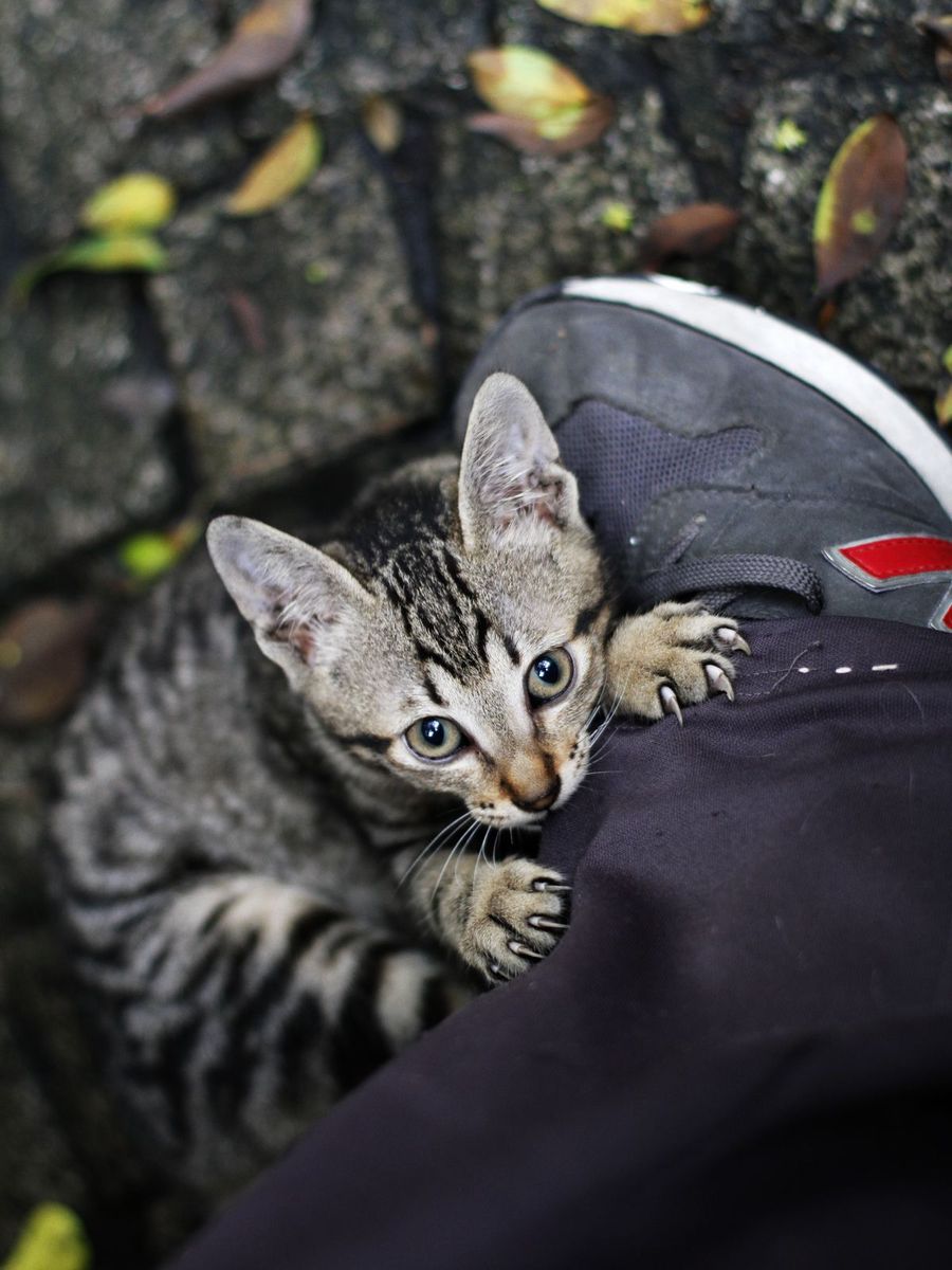 点击大图看下一张：爱上鞋子的猫