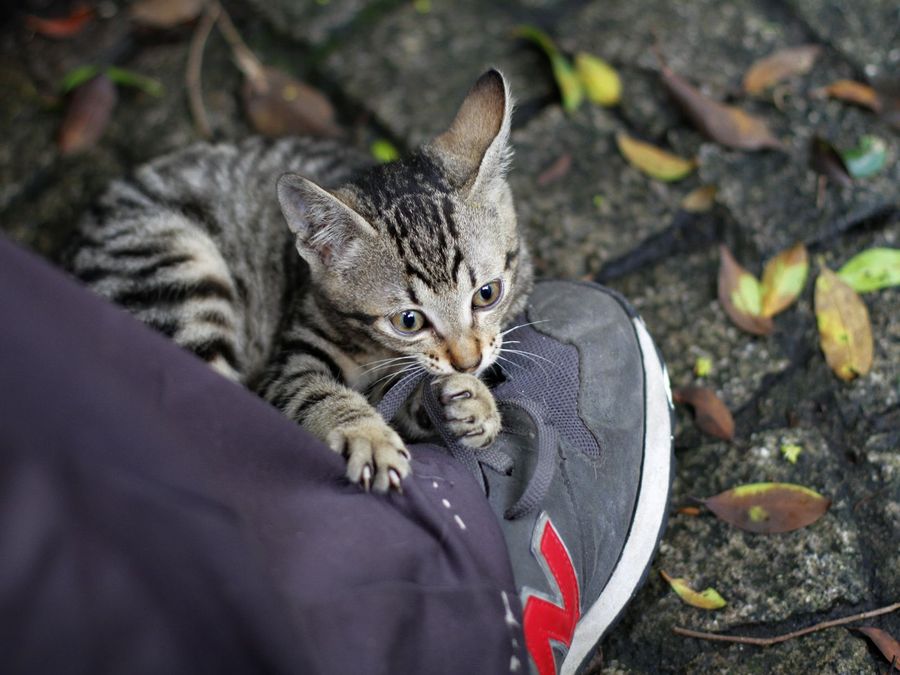 点击大图看下一张：爱上鞋子的猫