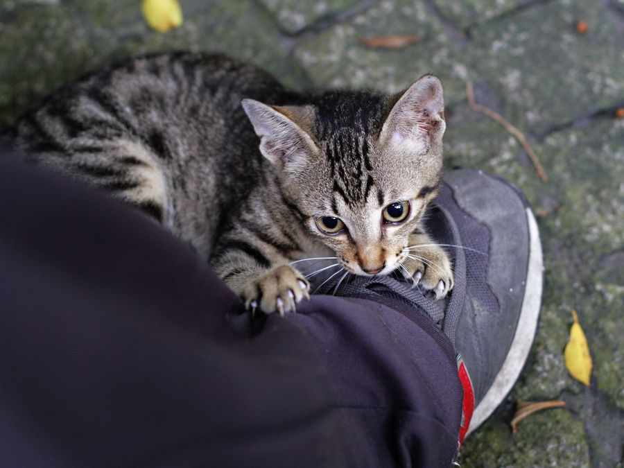 点击大图看下一张：爱上鞋子的猫