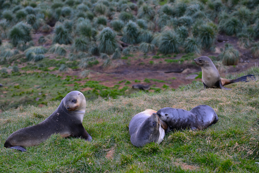 点击大图看下一张：南极的海豹