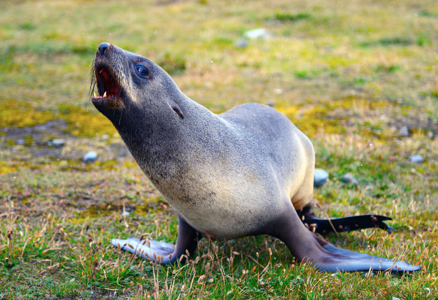 点击大图看下一张：南极的海豹