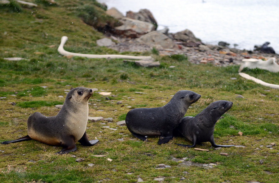 点击大图看下一张：南极的海豹