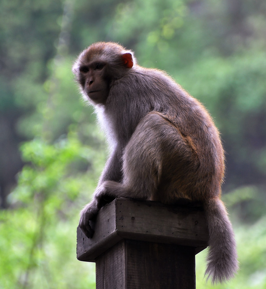 点击大图看下一张：武当山拍猴