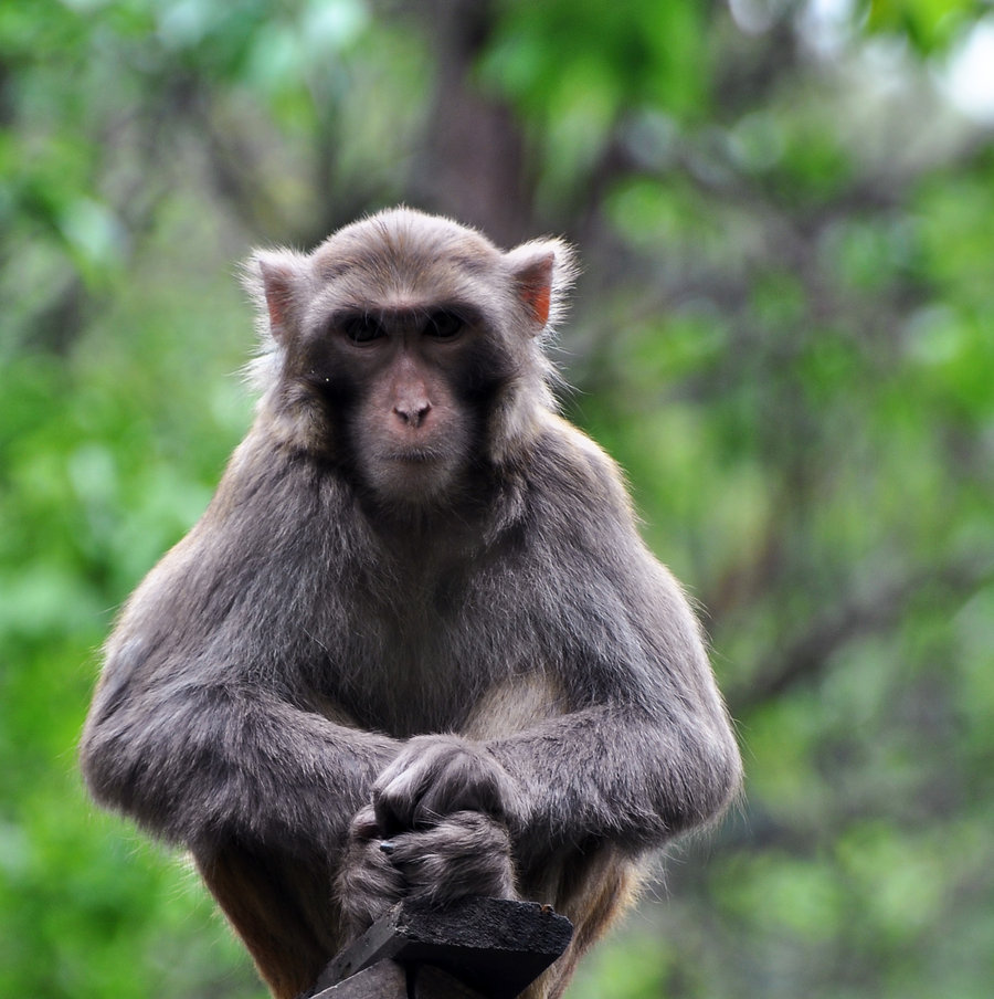 点击大图看下一张：武当山拍猴