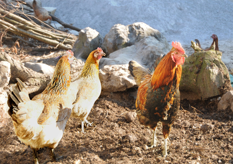 点击大图看下一张：乡村土鸡