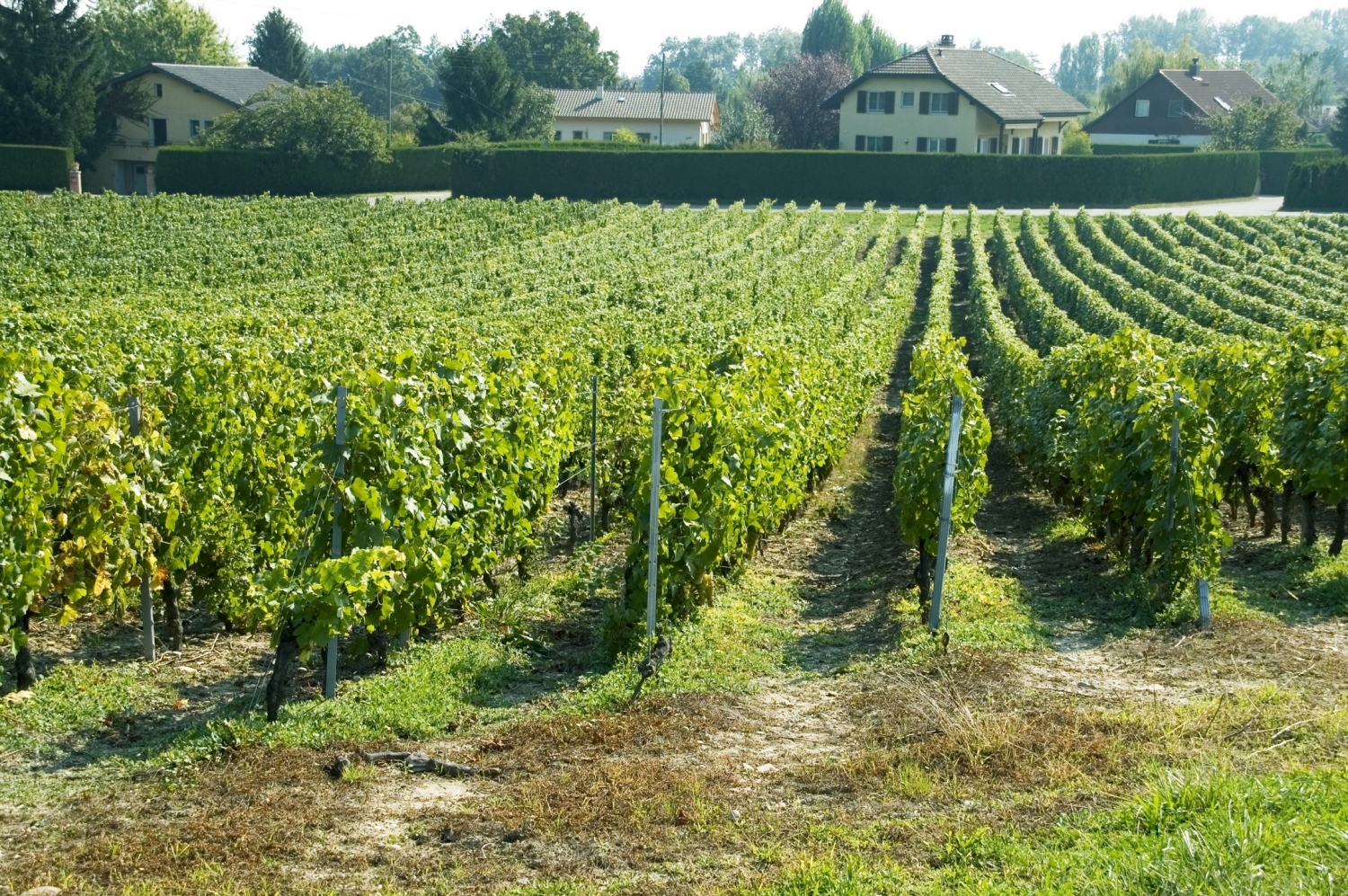 点击大图看下一张：葡萄庄园图片