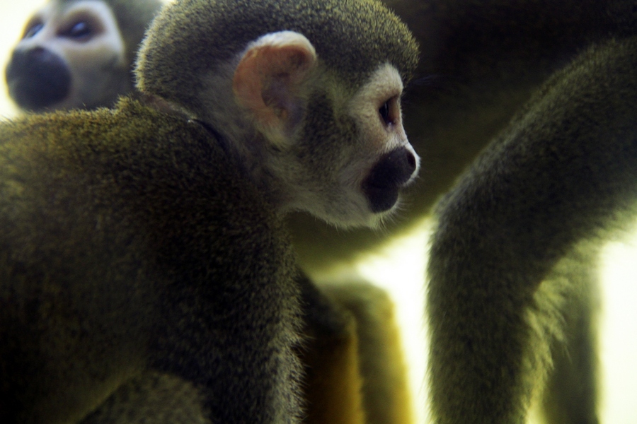 点击大图看下一张：猴年拍猴子