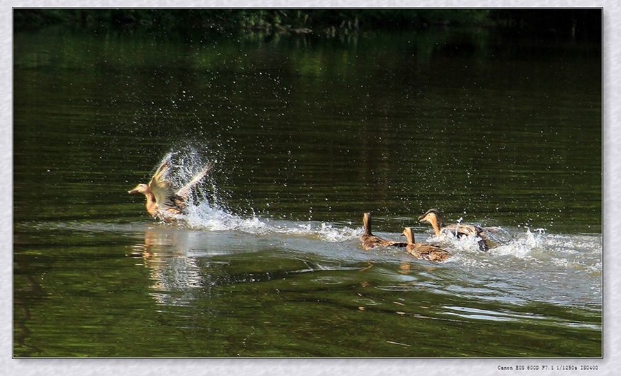 点击大图看下一张：鸭子戏水