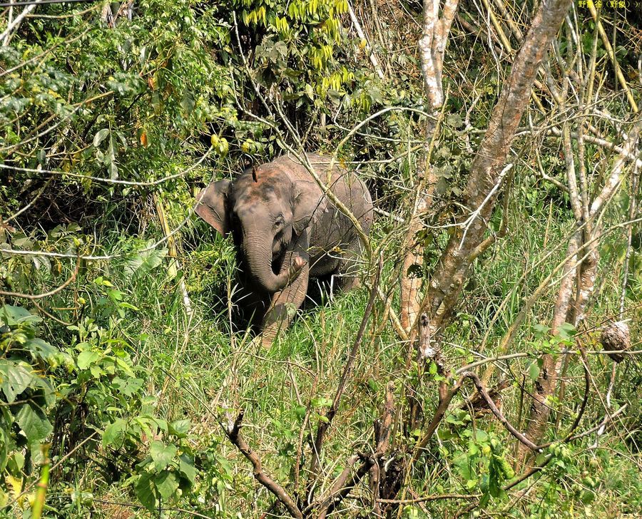 点击大图看下一张：版纳看见了野象