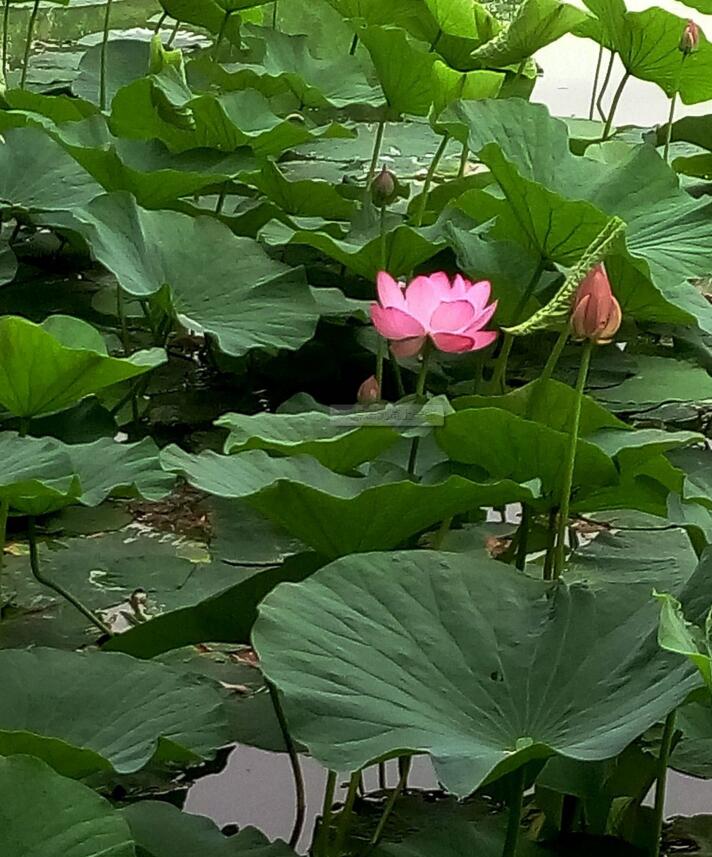 点击大图看下一张：北陵荷花图片